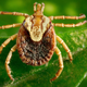 Image for article titled Strange Buzzing in 9-Year-Old Boy's Ear Was Actually a Tick Embedded in His Eardrum